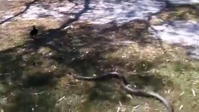 Python at the oval смотреть онлайн