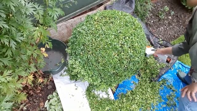 Quick Trim With a Stihl HSA 26 смотреть онлайн