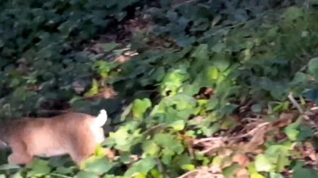 Bobcat caught on my BlackBerry Z10 01/06/2015 смотреть онлайн