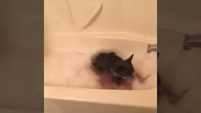 Вода источник жизни... и веселья! смотреть онлайн