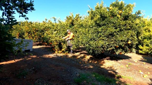FARMWORK AUSTRALIA 2021 ?ORANGE? . Modern farm , Awesome AMAZING смотреть онлайн