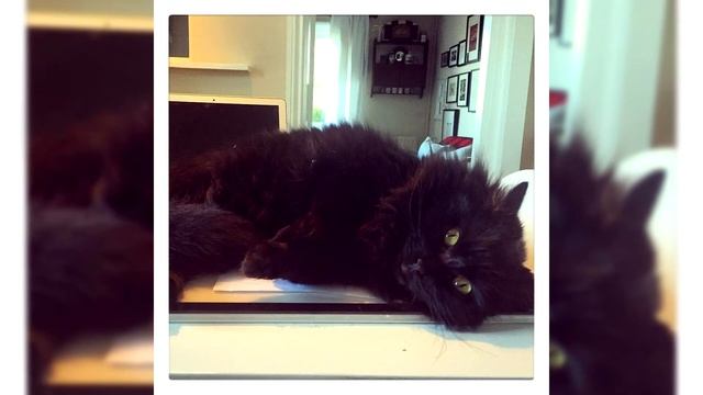 Шантильи тиффани. Плюсы и минусы, Цена, Как выбрать, Факты, Уход, История