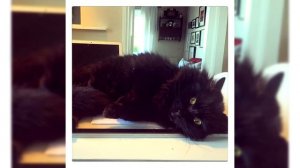 Шантильи тиффани. Плюсы и минусы, Цена, Как выбрать, Факты, Уход, История