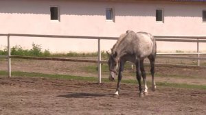 Конезавод в Сапожкоском районе сохраняет лучшие качества орловской рысистой породы
