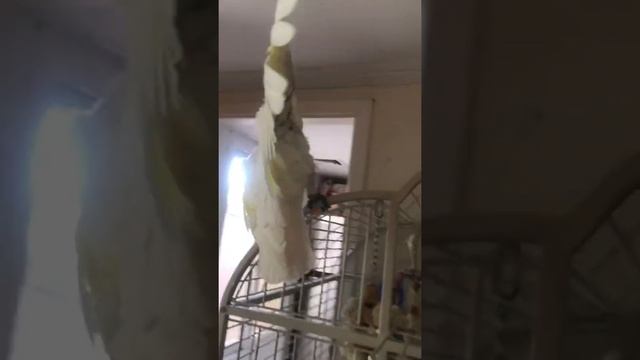 Parrot, попугай какаду -Гера танцует смотреть онлайн
