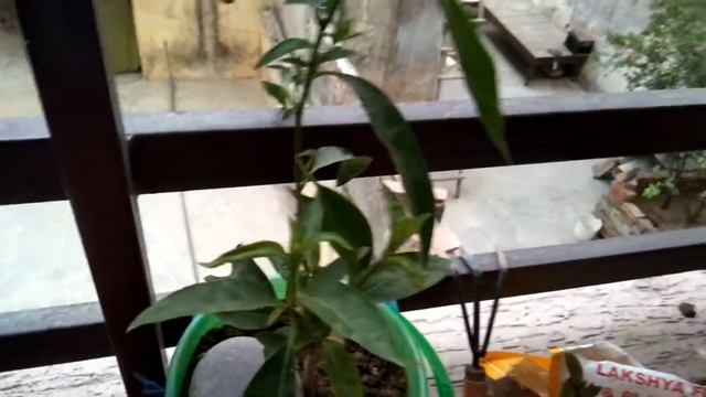 How to Grow & Care Cestrum Nocturnum // Raat ki rani // dama de noche plant смотреть онлайн