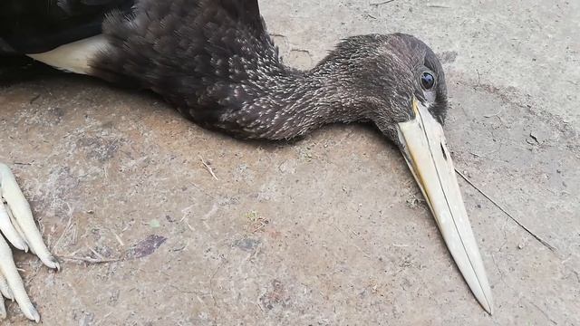 Черный журавль смотреть онлайн