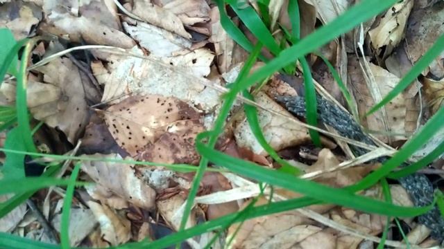 Увага !!! невідомий вид комах!!! Помогите опредилить неизвестный вид насекомых! смотреть онлайн