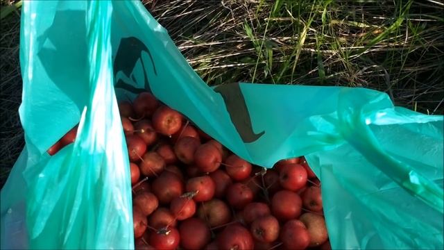 2 выезда на коп. Осень смотреть онлайн