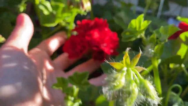 Пеларгонии Плющелистные! Секрет Выращивания сотен бутонов! Pelargonium London. смотреть онлайн