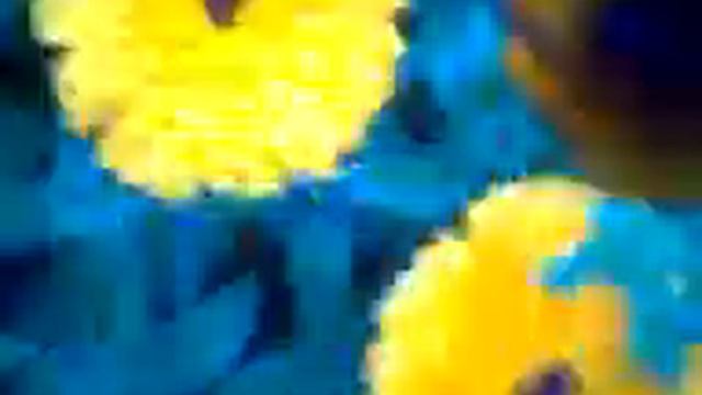 sunflower in delhi garden!!!! смотреть онлайн