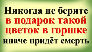 Никогда не берите в подарок такой цветок в горшке. Что нужно знать о цветах. Приметы и советы