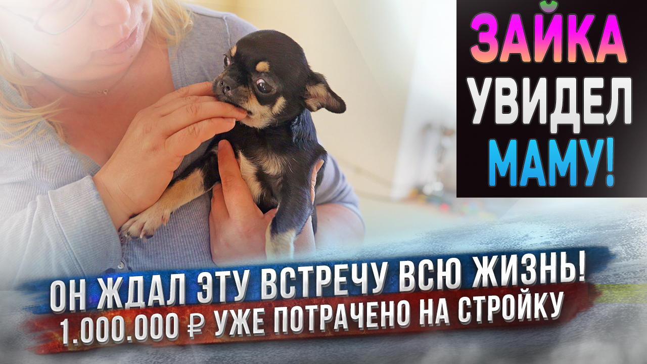 Первая встреча чихуахуа Зайки с хозяйкой! 100% Счастья! Стройка. Потратили 1 млн, а нет даже крыши! смотреть онлайн