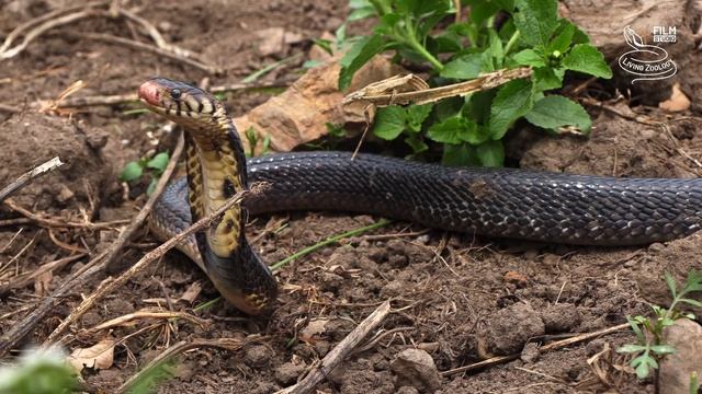 Deadly venomous Forest cobra (Naja subfulva), snake island in Uganda, longest true cobra worldwide смотреть онлайн