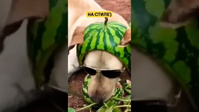 НА СТИЛЕ!) #милота #позитив #pet смотреть онлайн