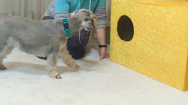 Знакомим кошку с собакой, как в первый раз _ Бенгальская кошка Миля смотреть онлайн