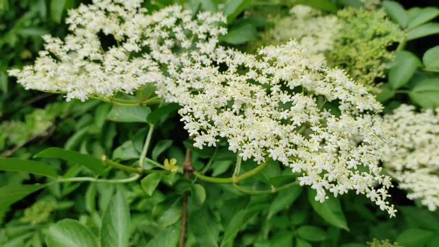 Цілюща БУЗИНА смотреть онлайн