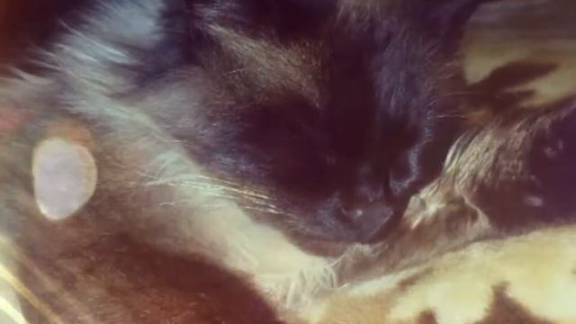 Мій люблений кіт мурчик