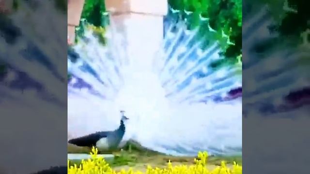 Beautiful Dancing Peacocks
