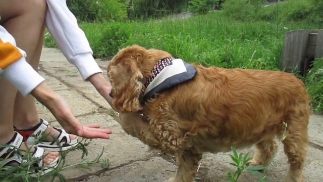 Разговорчики от Ляли. Где левая, где правая. #dogloves #animais #кокерЛяля #кокерляля и ко