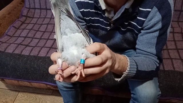 СПОРТИВНІ ГОЛУБИ ЯК ДІЗНАТИСЯ ЩО ГОЛУБКА БУДЕ НЕСТИСЯ смотреть онлайн