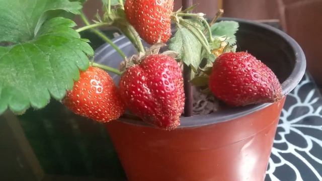 Клубника в горшке на подоконнике ))) Классс))) смотреть онлайн