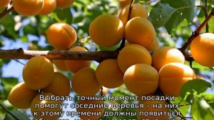 Абрикос Лель