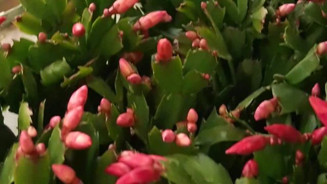 Schlumbergera смотреть онлайн