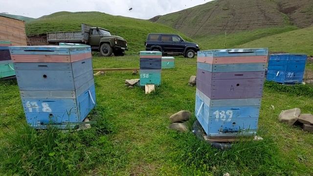 долина пчел в гельхене,горы дагестана,кавказская порода пчел. смотреть онлайн