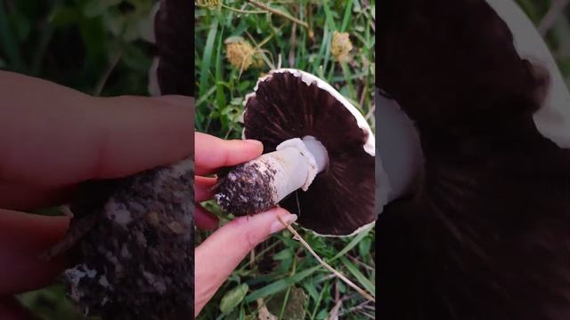 Шампиньон обыкновенный (Agaricus campestris) смотреть онлайн