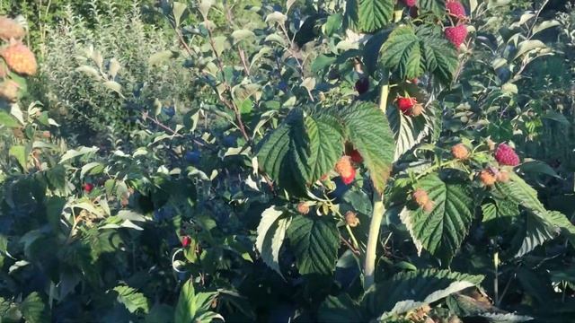 Малина Атлант 2021 год смотреть онлайн