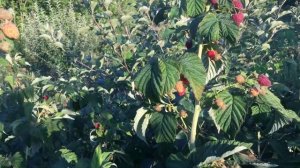 Малина Атлант 2021 год