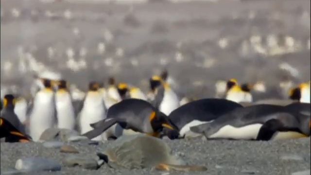 These Kids present Funny Animals #1 смотреть онлайн