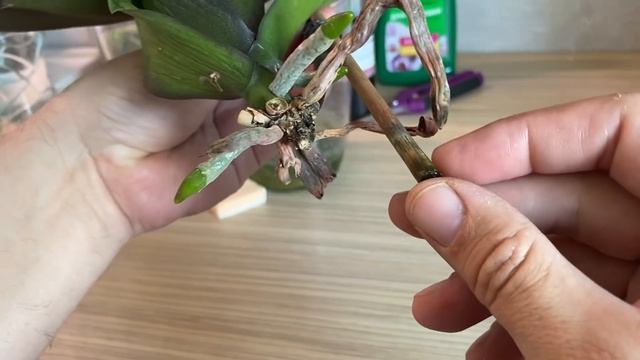 КОРНИ ОРХИДЕИ наклюнулись а листья орхидеи потеряли упругость УСЛОВИЯ для ВОССТАНОВЛЕНИЯ ТУРГОРА смотреть онлайн