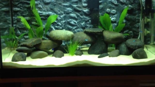 Tropical fish tank 60 litre cycle 2nd update смотреть онлайн
