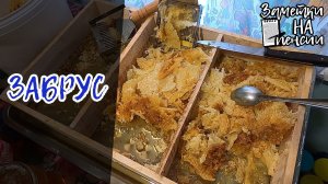 Пчелиный забрус ценнейший продукт пчеловодства #пчёлы #пасека