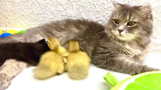 Mom cat feeds little ducklings with milk смотреть онлайн