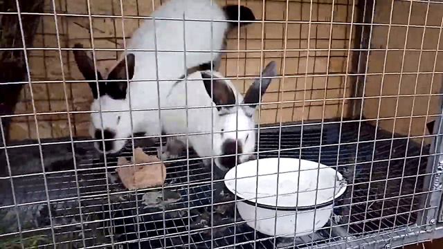 Как понять,что кролик обгулял крольчиху! смотреть онлайн