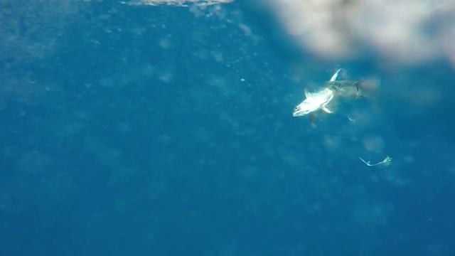 BARRACUDA ATTACKS TUNA! CRAZY UNDERWATER FOOTAGE смотреть онлайн