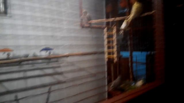 Birds cage setup смотреть онлайн