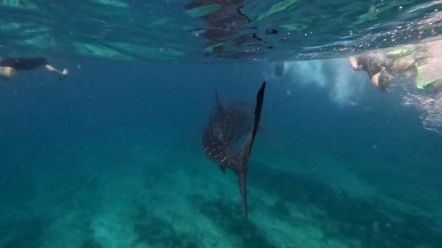 La vita marina delle isole Maldive - Diving South Ari Atoll 2022 смотреть онлайн