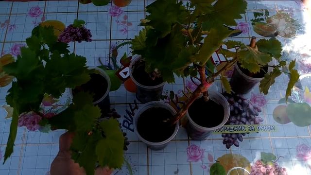 ? Вегетирующие саженцы винограда. Когда укоренять и когда высаживать в грунт. Полив и закалка. смотреть онлайн