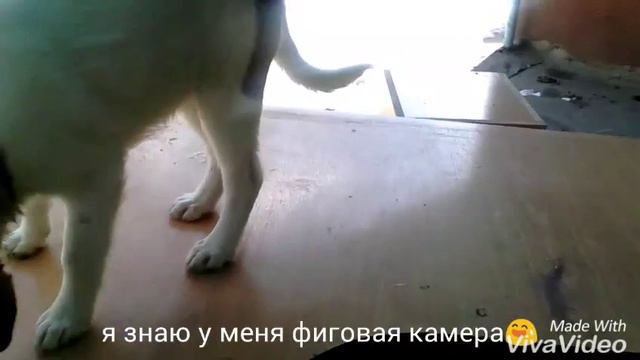 То чувство когда собака на столе..... смотреть онлайн