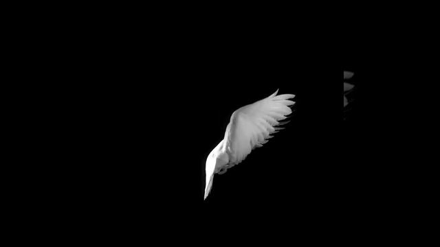 The Dove copyright 2009 Ed Braverman смотреть онлайн