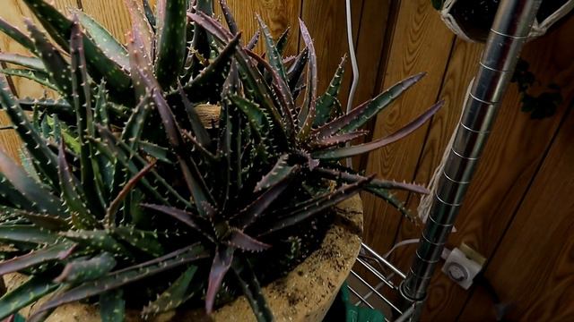 Decisions to Make. Which Plants Do I Snatch for New Pots? Soon Time for Spring Plantings! смотреть онлайн