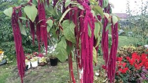 Амарант хвостатый- любимый однолетний цветок! Посадите- не пожалеете!