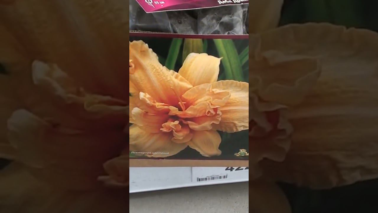 13 февраля 2023 г. Леруа Мерлен,Волгоград пр. Университетский. смотреть онлайн