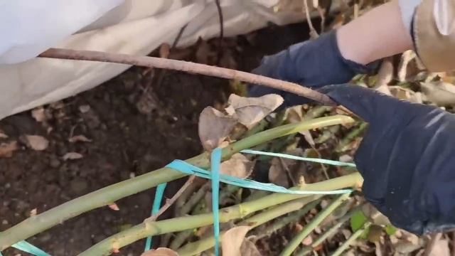 Розы ПОЧЕРНЕЛИ? Смотрим как ПЕРЕЗИМОВАЛИ и ЧТО ДЕЛАТЬ ДАЛЬШЕ смотреть онлайн