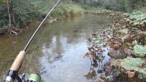 Ручьевая форель и хариус.  Ловля на малой речке