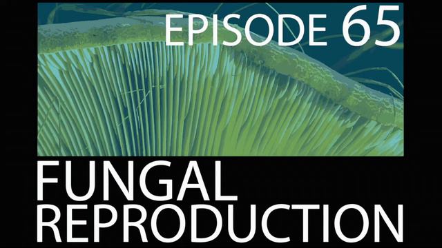 Episode 65 - Fungal Reproduction смотреть онлайн